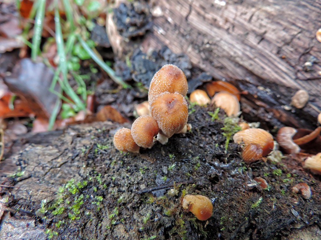 Gewone glimmerinktzwam [11594] 19-okt-2014 (Bentheimerwald, Bad Bentheim).jpg - Gewone Glimmerinktzwam [Coprinus micaceus]